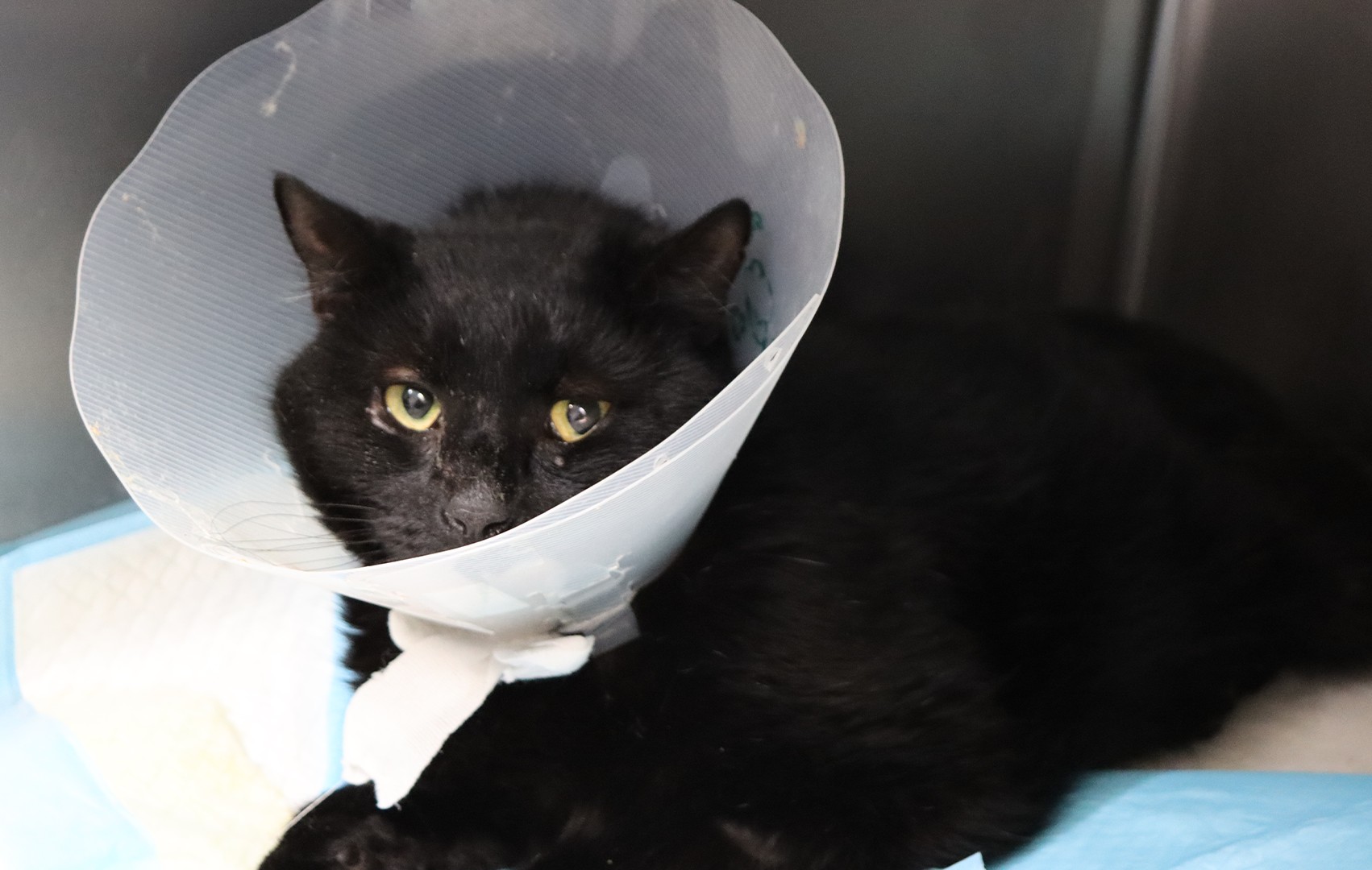 Thanks for support animals like Barry