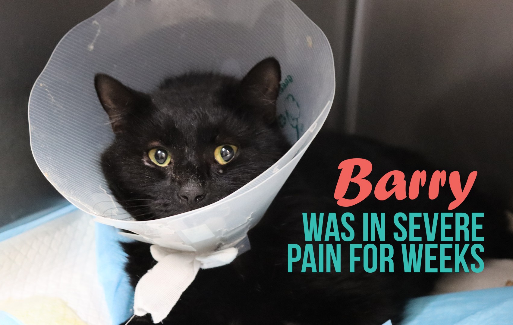 Berry was in severe pain for weeks