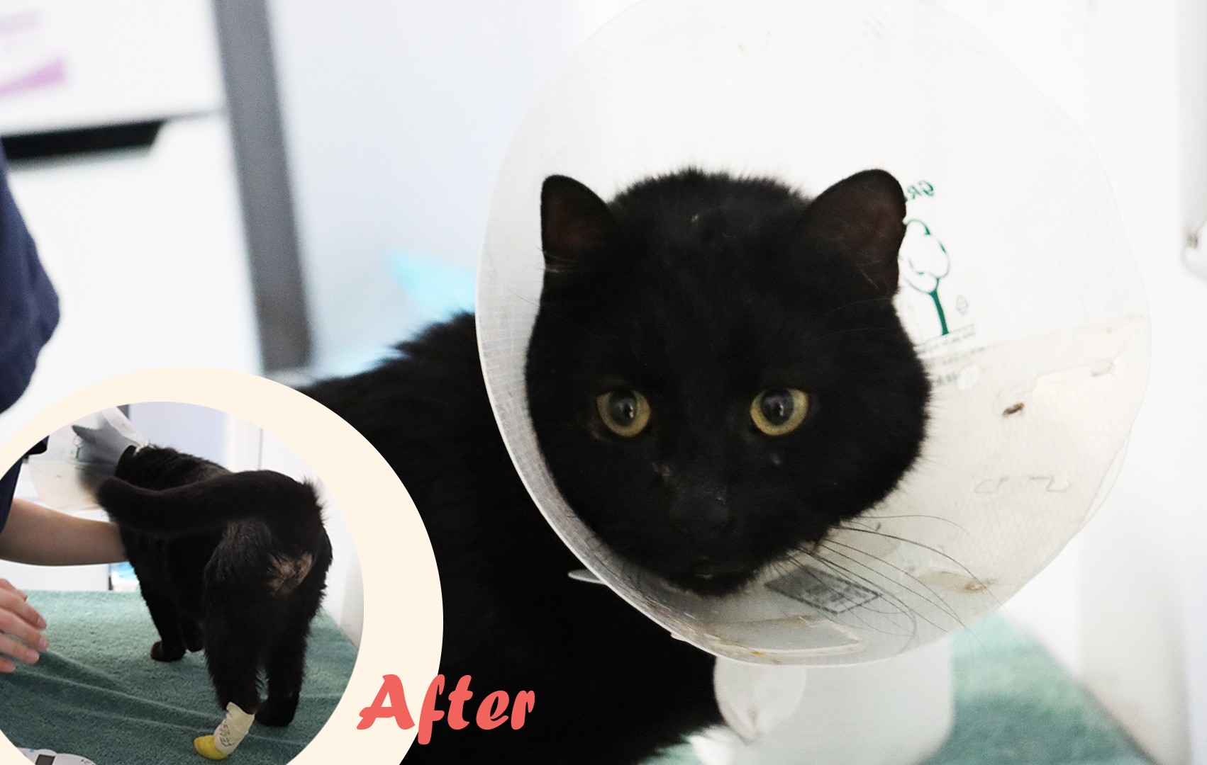 Barry after surgery